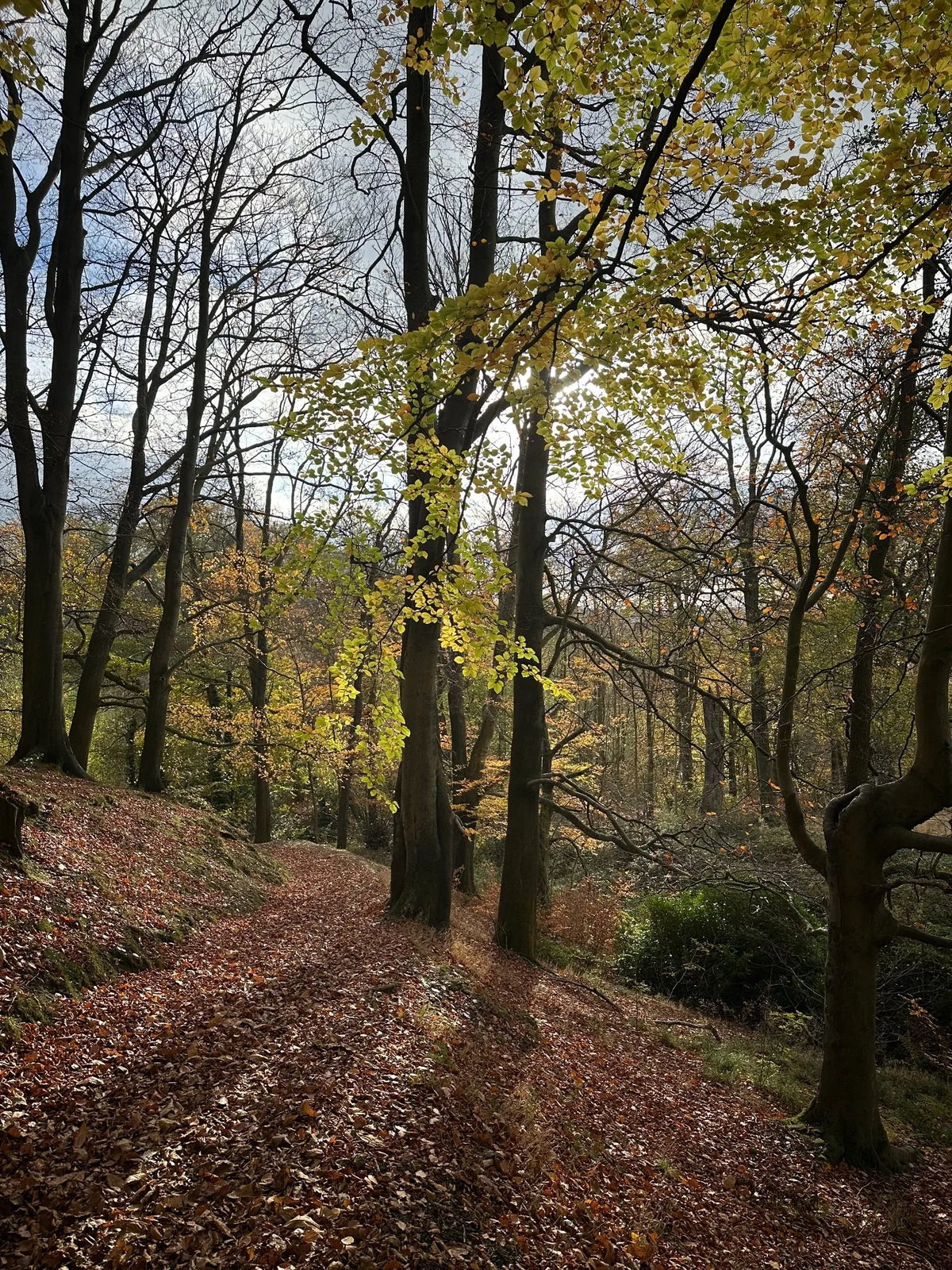 A forest pathway with light through trees