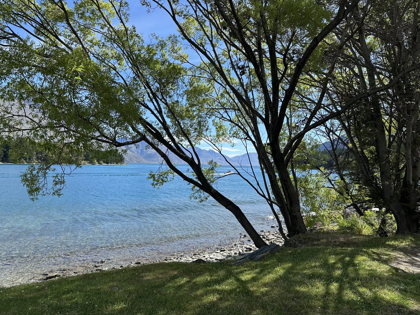 A lakeside tree representing coaching presence
